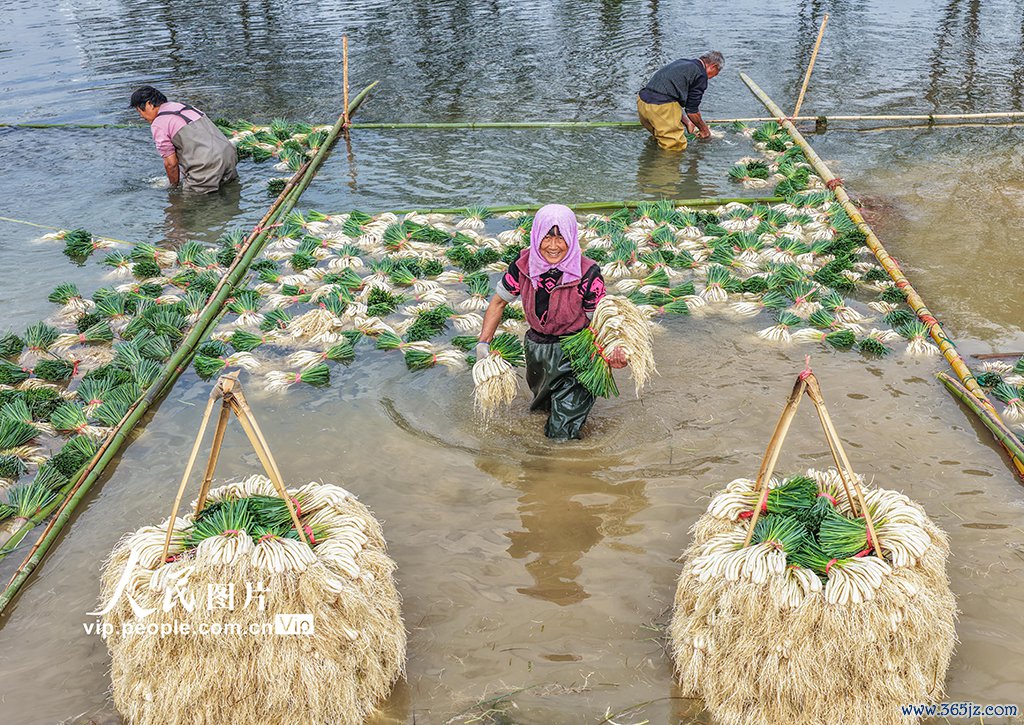 湖南谈县：种藠头 促增收